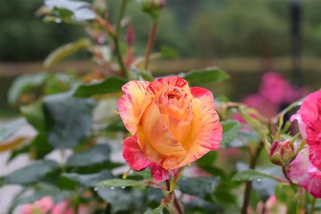 G21 1 rosenhaven  (10)